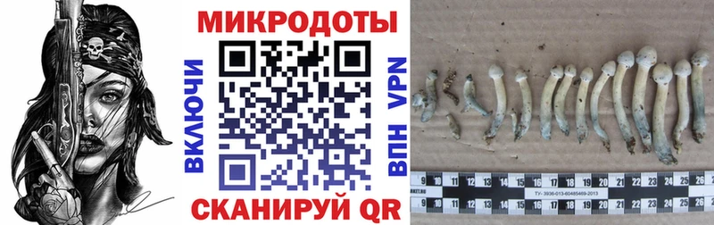 Галлюциногенные грибы Psilocybine cubensis  что такое   Остров 